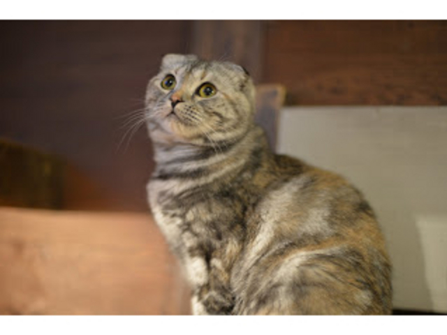 スコティッシュフォールドのなみちゃん_猫カフェ 美猫