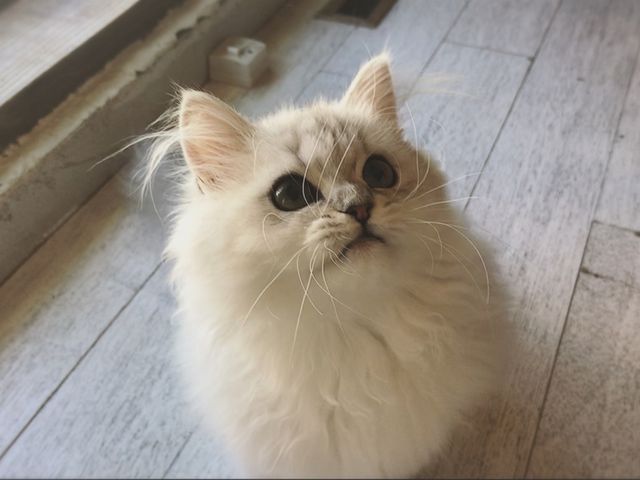 チンチラシルバーの乙姫ちゃん_猫カフェ 美猫