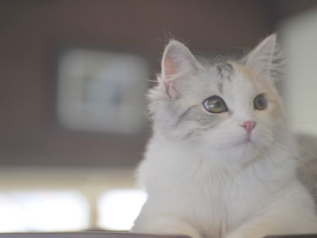 マンチカンの巫女ちゃん_猫カフェ 美猫