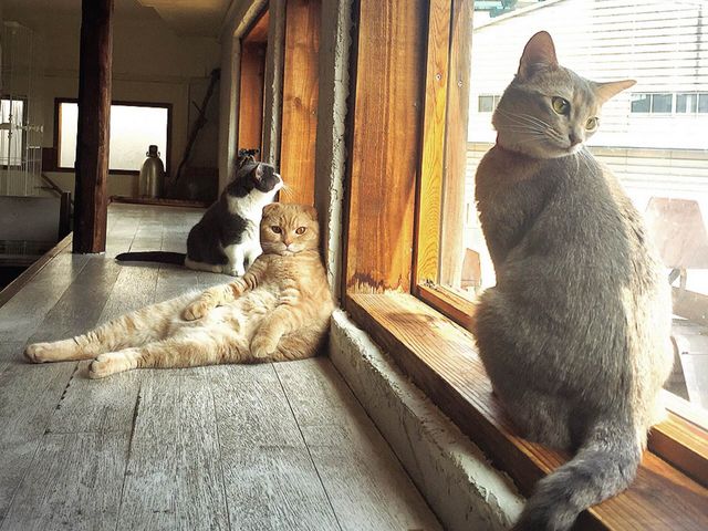 猫カフェ 美猫