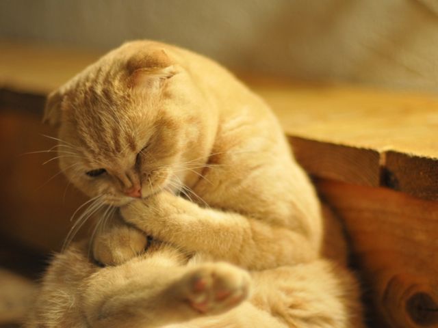 スコティッシュフォールドのてんま君_猫カフェ 美猫