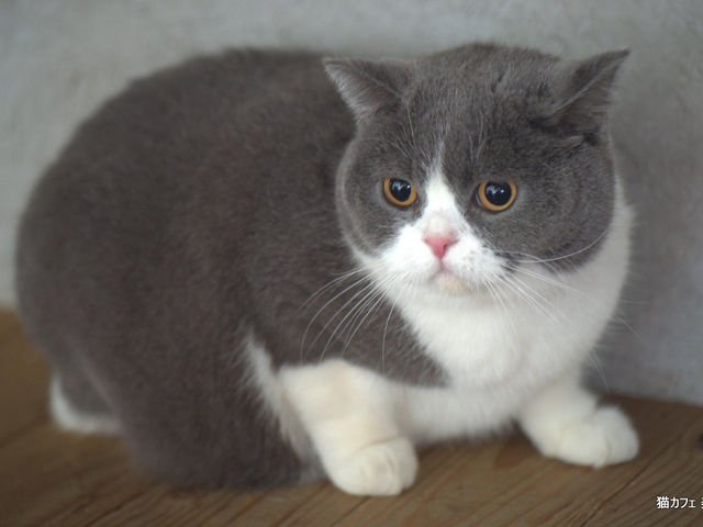 ブリティッシュショートヘアーのぐぅちゃん_猫カフェ 美猫