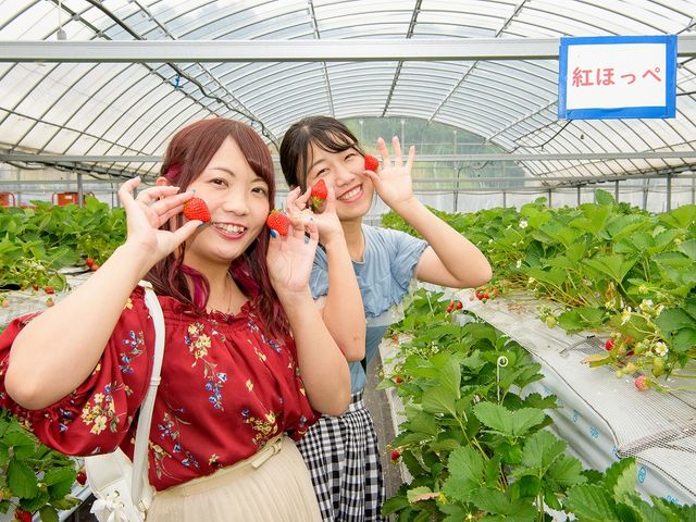 大粒完熟をえらんでイチゴ狩り_農園ガーデン空 コモレビ農園