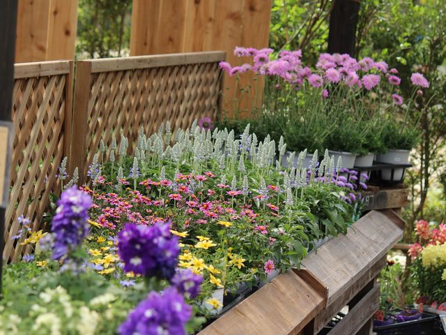 園芸店としてバラや宿根草などの花苗を販売しています。(通年入場無料)_Coppice GARDEN