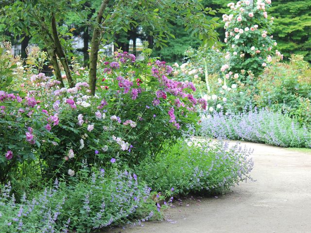 6月上旬頃のバラとネペタ_Coppice GARDEN