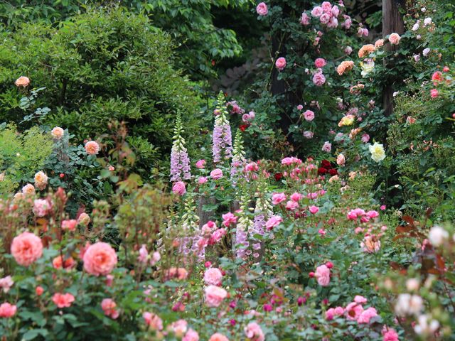 6月上旬頃のバラとジギタリス_Coppice GARDEN