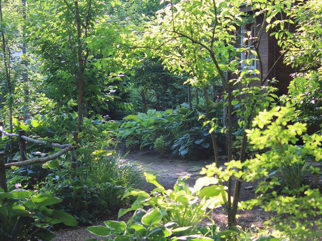 6月上旬頃のホスタ_Coppice GARDEN