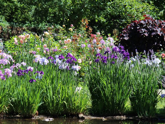 6月中旬頃のハナショウブ_Coppice GARDEN