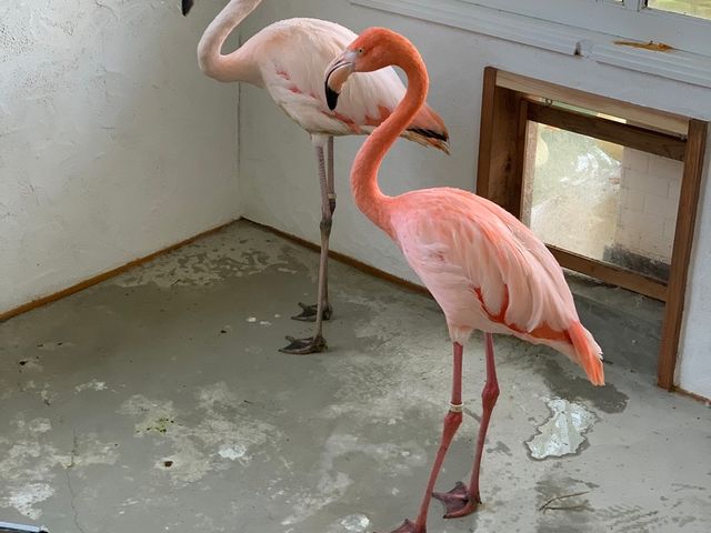 ふれあいどうぶつカフェ fuu