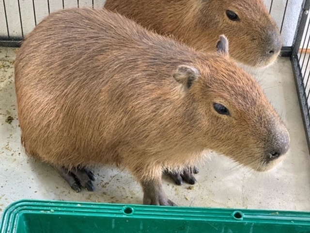 ふれあいどうぶつカフェ fuu