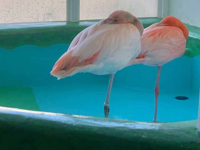 ふれあいどうぶつカフェ fuu
