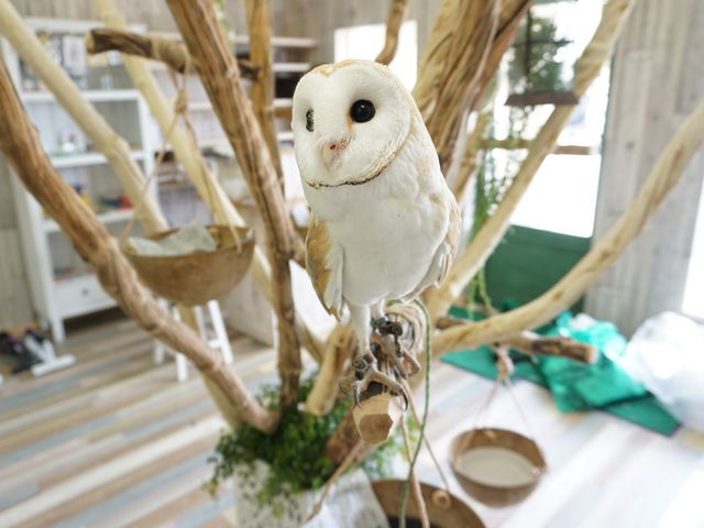ふれあいどうぶつカフェ fuu