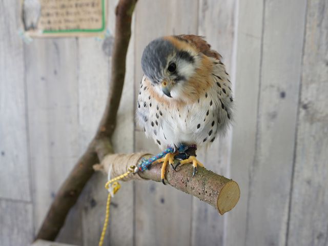 ふれあいどうぶつカフェ fuu