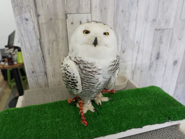 ふれあいどうぶつカフェ fuu
