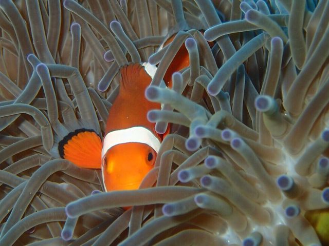 カクレクマノミ_よんな〜海