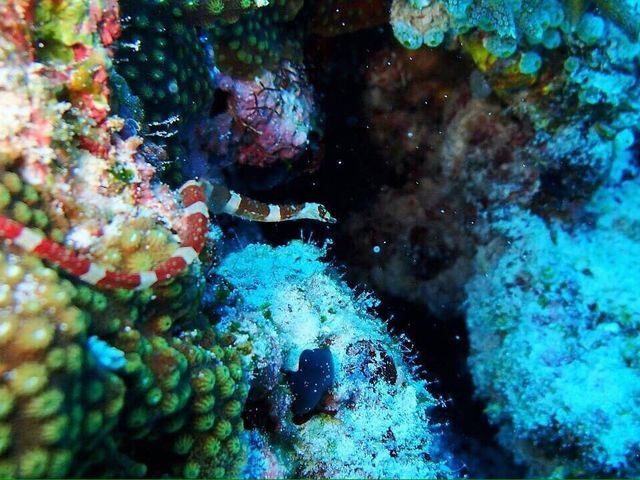 ウミヘビ_よんな〜海