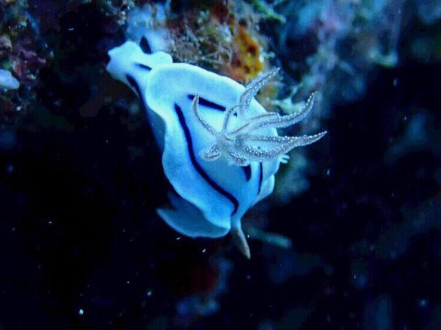 ウミウシ_よんな〜海