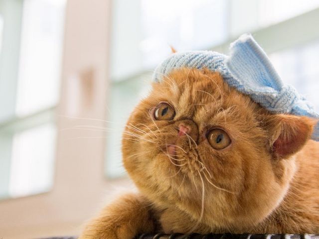猫カフェ 猫家 川越店