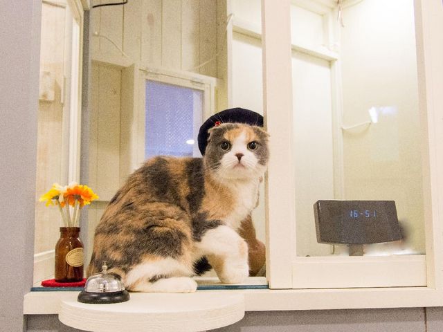 猫カフェ 猫家 川越店