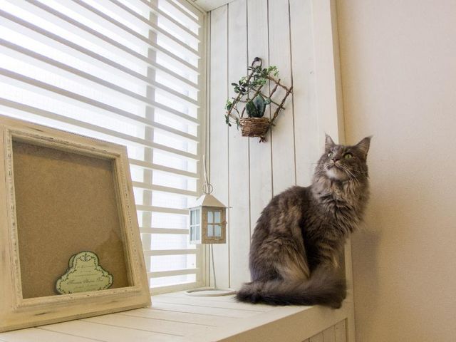 猫カフェ 猫家 川越店