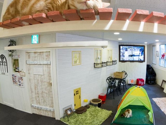 猫カフェ 猫家 川越店