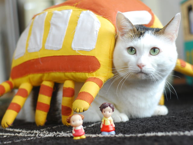 ねこ店長 にゃーす_ねこのいるカフェ 小倉猫茶家