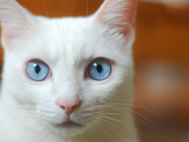 ワガママ皇子 まっしゅ_ねこのいるカフェ 小倉猫茶家