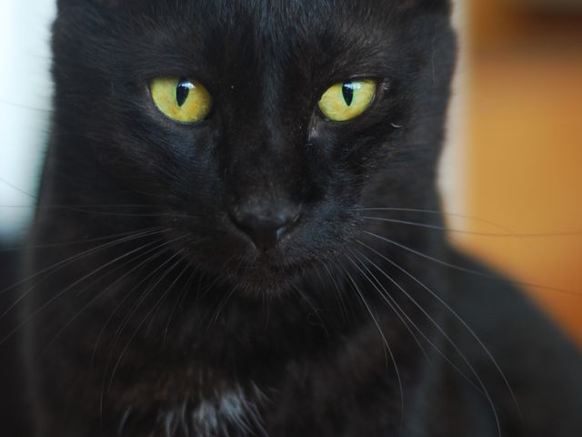あずき_ねこのいるカフェ 小倉猫茶家
