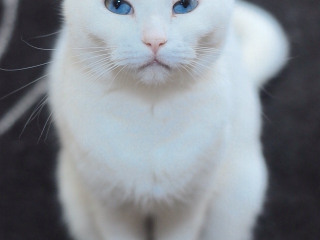 ましろちゃん_ねこのいるカフェ 小倉猫茶家