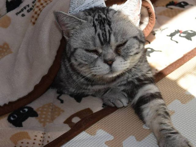 猫カフェ ねこ