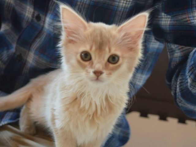 猫カフェ ねこ