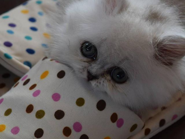 猫カフェ ねこ