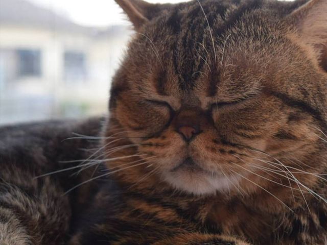 猫カフェ ねこ