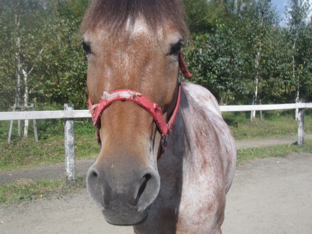 優しくて人懐っこい馬たちが皆様をお待ちしております!_フラノトレッキングサポート遊馬
