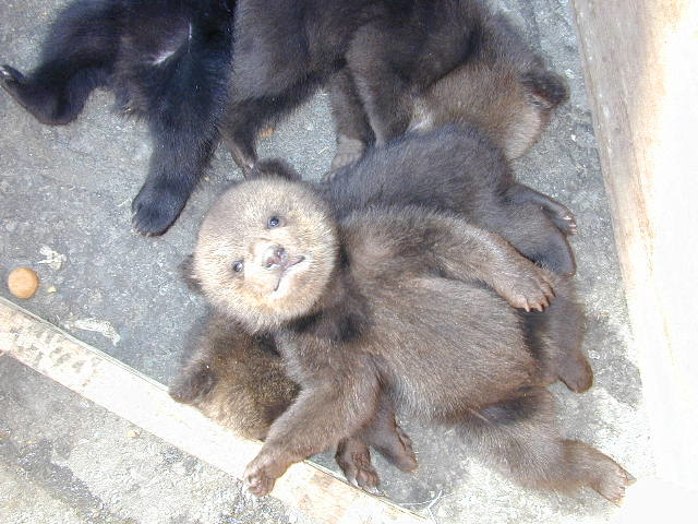 カメラ目線のヒグマの子ども!_函館観光タクシー 函館観光ジャンボタクシー 漁火倶楽部