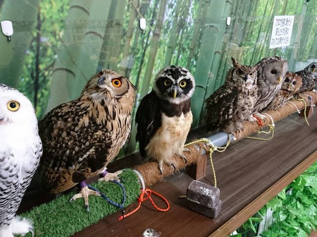 あにまるかふぇ 仙台福郎