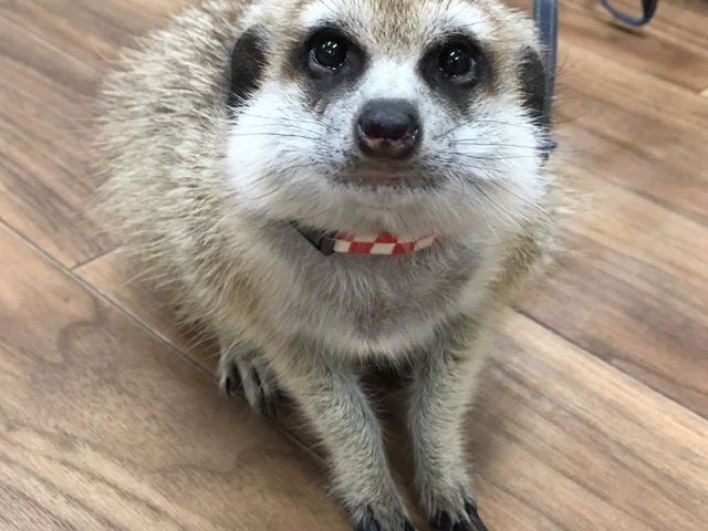 あにまるかふぇ 仙台福郎