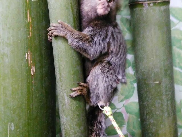 あにまるかふぇ 仙台福郎