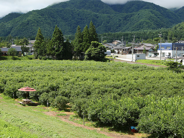 ブルーベリー園園の全景_白馬農場 ブルーベリー園
