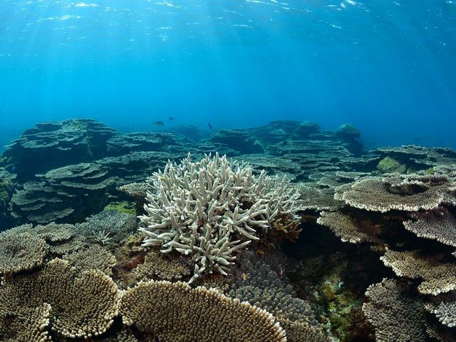 豊かなサンゴが広がる串本の海はラムサール条約に登録されています_串本マリンセンター