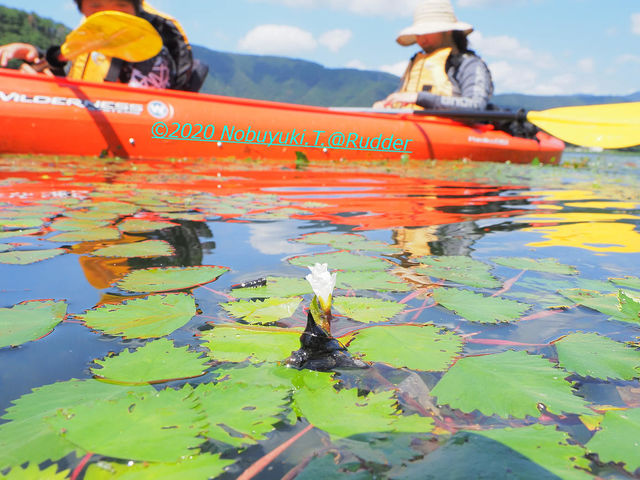 菱の花と実が観察できるかも!!_ログハウスペンション「Rudder」ラダー