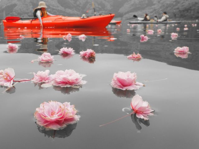 お花見カヌーツア(八重桜)_ログハウスペンション「Rudder」ラダー