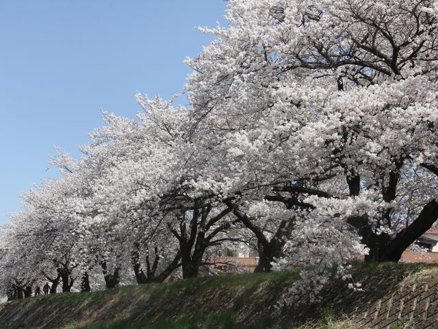 当館横の横河川の桜_岡谷温泉美肌の湯ロマネット