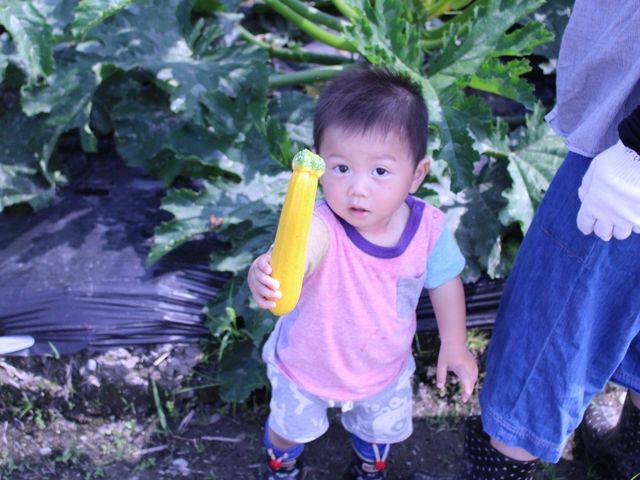 収穫体験その1
ちっちゃいボクも収穫のお手伝い。
「とったぞぉー!」_体験農園「きときとファーム」