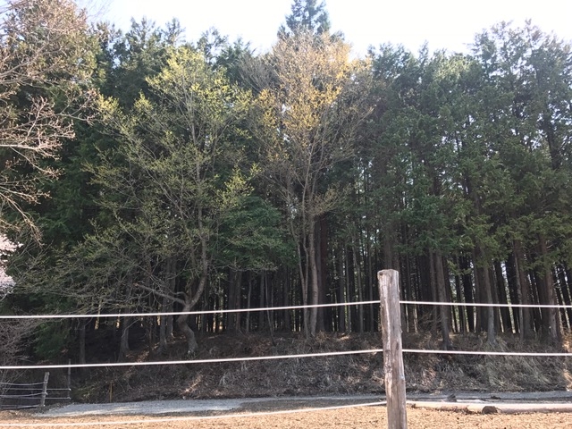 1番上の区画の後ろには大きな木々があります_都留市戸沢の森和みの里キャンプ場