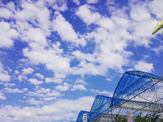 自然いっぱいの農園でさくらんぼ狩り_きよし∞のうえん