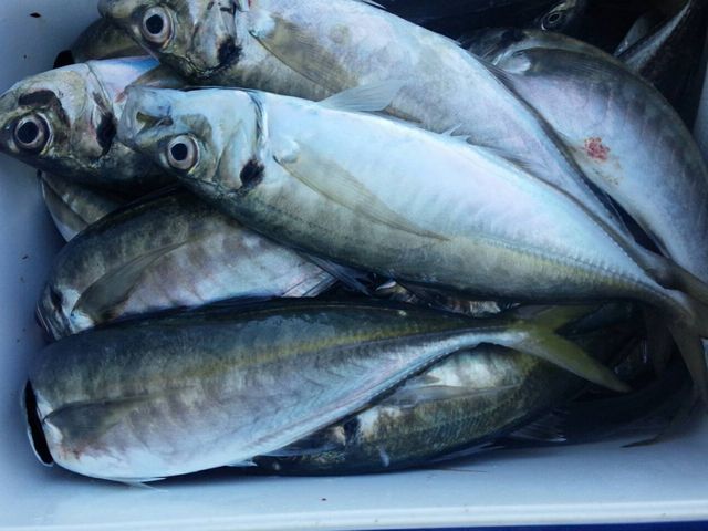 釣船 功成丸