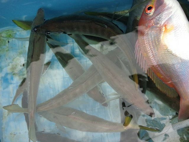 釣船 功成丸