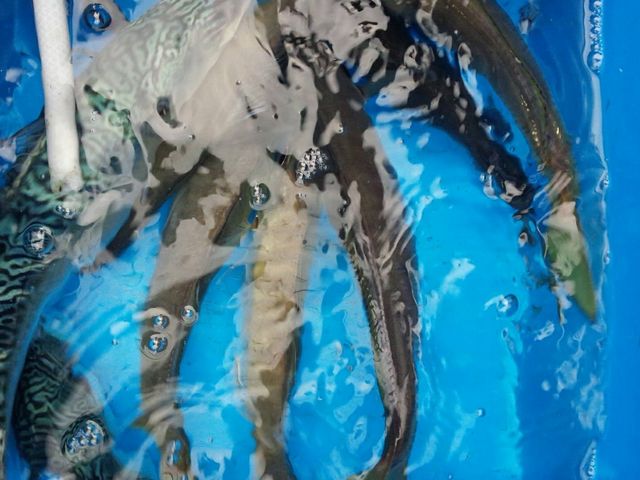 釣船 功成丸