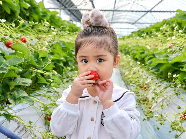 多段式高設栽培なので大人も子どもも立ったままいちご狩りができます!_春光園